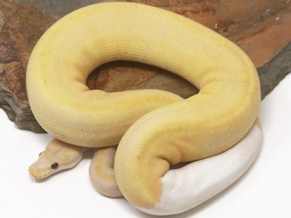 5-3B-Banana-Champagne-Cinnamon_2026-600x450 Deal of the day!