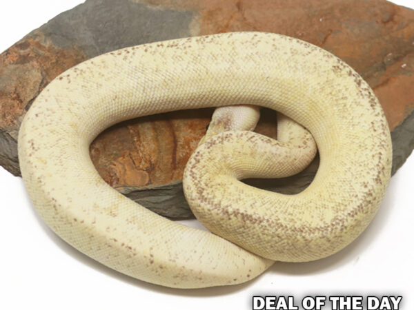 Champagne Pewter (Male)