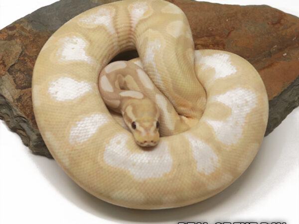 Banana Enchi Calico (Male)