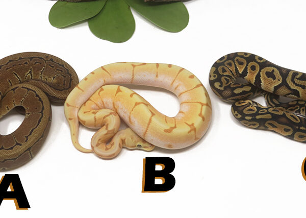 Grab Bag Contest 1528