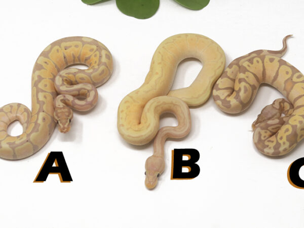 Grab Bag Contest 1529