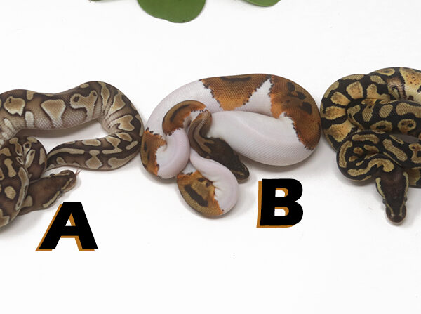 Grab Bag Contest 1530