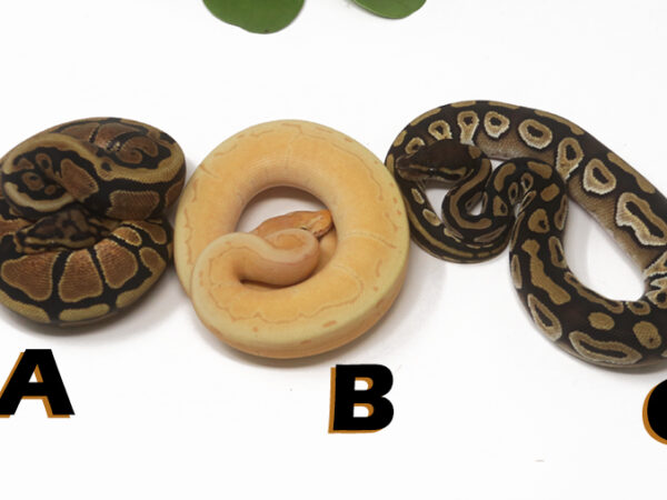 Grab Bag Contest 1531