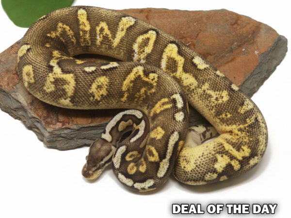 GHI Pastel Calico (Female)