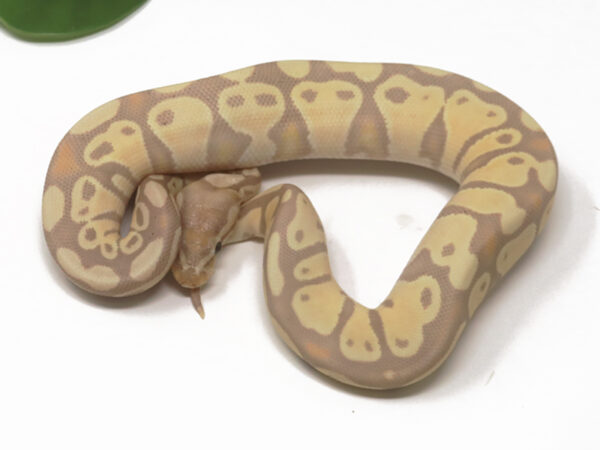 Banana (Female)