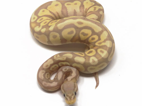 Banana Pastel (Female)