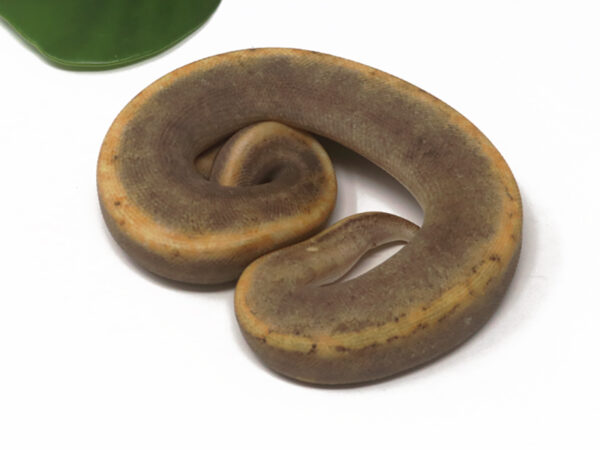 GHI Champagne (Female)