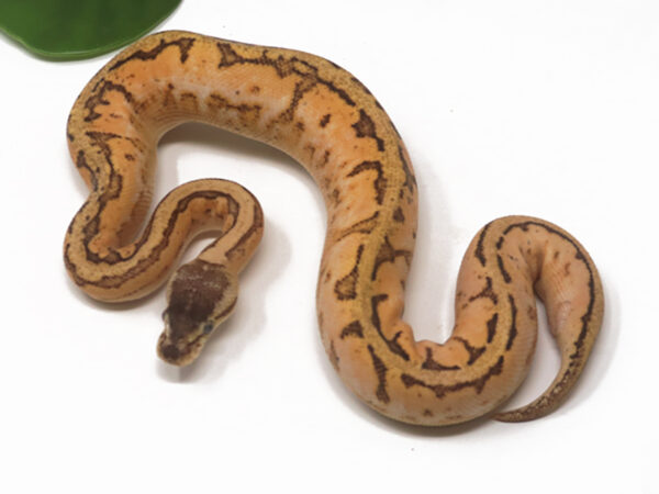 Lemonblast Calico (Female)