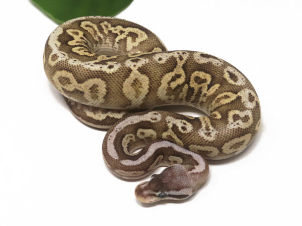 Pewter Fire (Female)