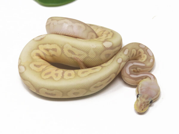 Banana Pewter (Female)