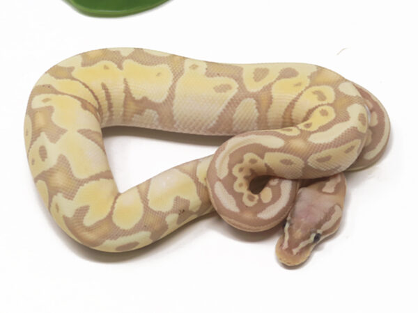 Banana Pastel (Female)
