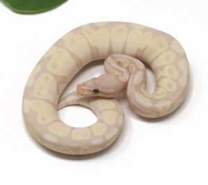 29-16B-Super-Banana_2026-300x266 29-16B Super Banana_2026