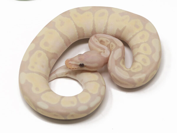 Super Banana (Female)