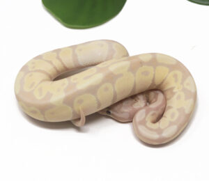 29-16C-Super-Banana_2026-300x260 29-16C Super Banana_2026
