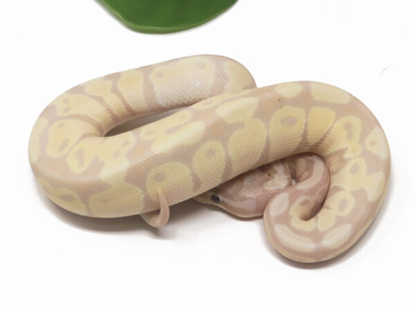 Super Banana (Male)