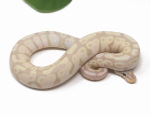 29-17A-Super-Banana_2026-300x231 29-17A Super Banana_2026