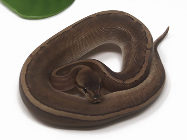 GHI Mojave Pin (Female)