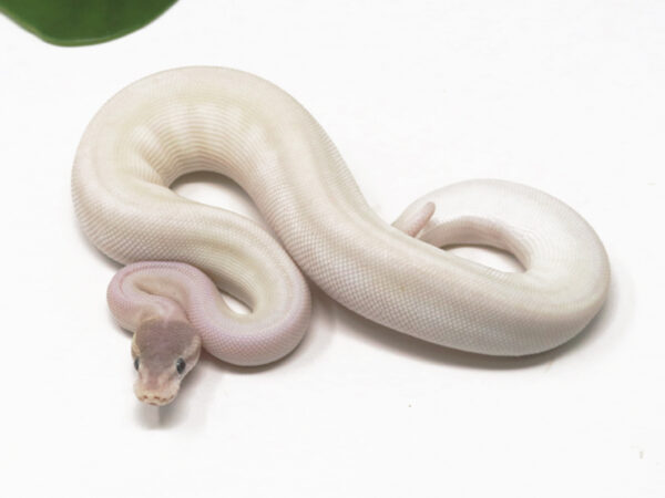 Super Mojave (Male)