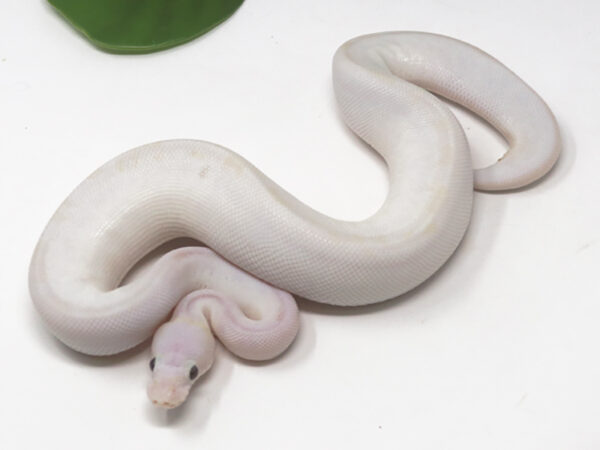 Blue Eye Leucistic (Male)