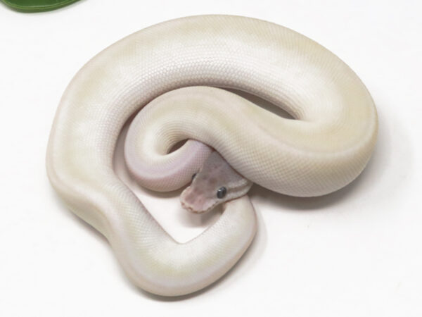 Super Mojave (Male)
