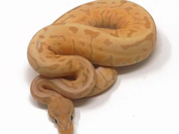 Banana Leopard Pin (Male)