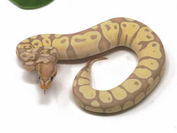Banana (Female)