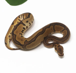 30-10A-Clown-Leopard-Enchi-Cinnamon_2026-300x291 30-10A Clown Leopard Enchi Cinnamon_2026
