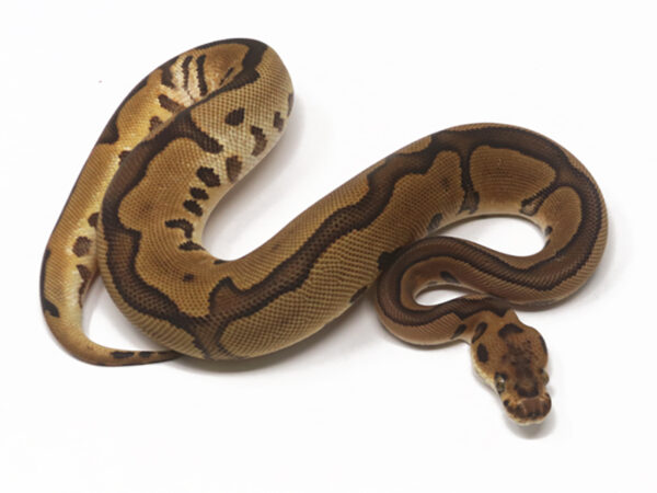 Clown Leopard Enchi Cinnamon (Female)