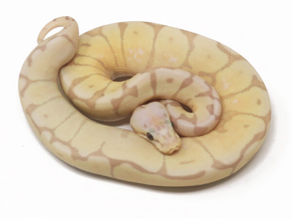 Banana Killer Bee (Female)