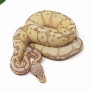 30-11A-Banana-Pastel_2026-300x300 30-11A Banana Pastel_2026