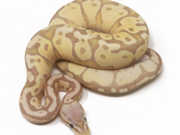 Banana Pastel (Female)