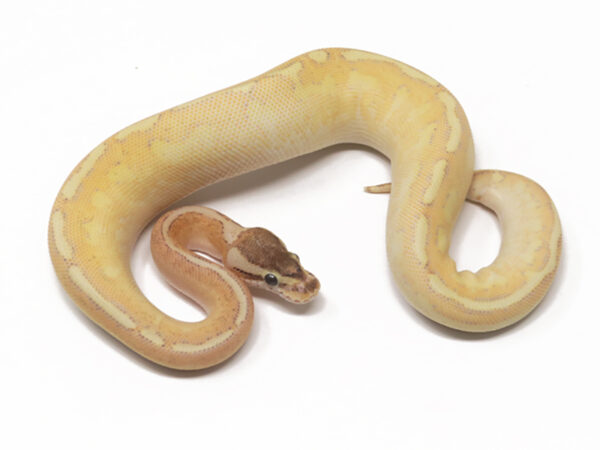 Highway Bongo Enchi (Female)