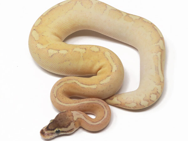 Highway Bongo Enchi (Female)