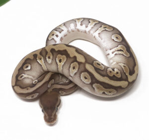 30-15B-HGW-Mojave_2026-300x283 30-15B HGW Mojave_2026
