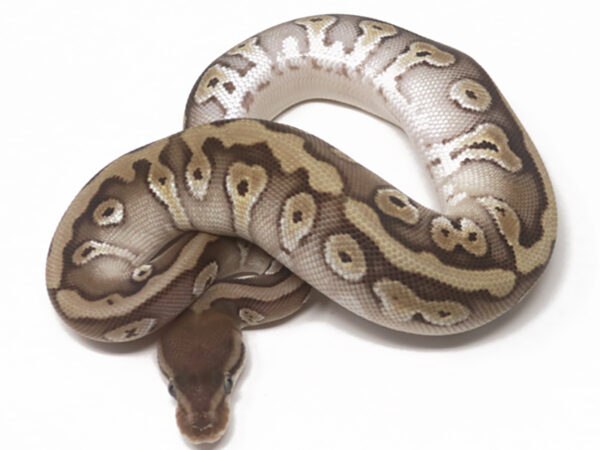 HGW Mojave (Female)