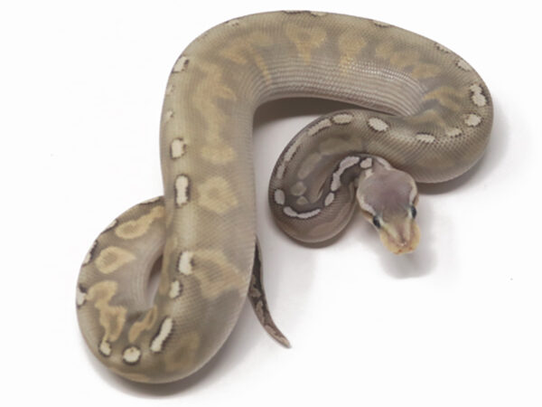 GHI Pewter Ghost (Female)