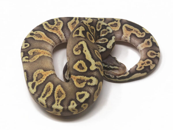 GHI Pastel Ghost (Male)