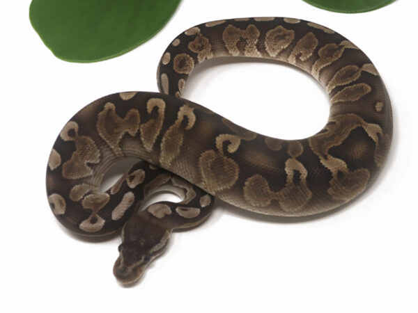 GHI Mojave (Male)