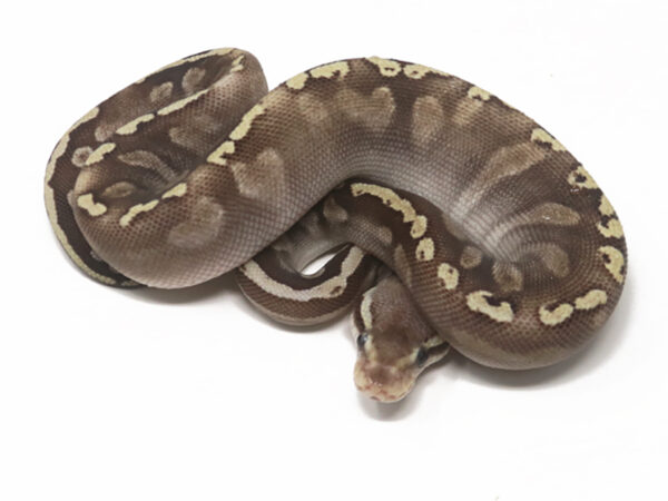 GHI HGW Pastave (Female)