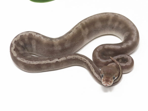 GHI Pastave (Female)