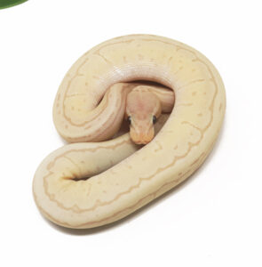 30-3B-Banana-Jigsaw_2026-295x300 30-3B Banana Jigsaw_2026