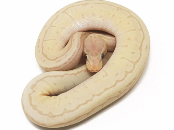 Banana Jigsaw (Female)