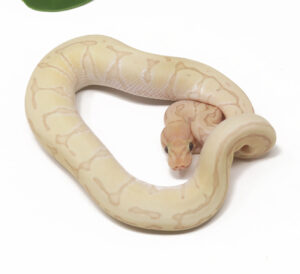 30-3C-Banana-Jigsaw-Enchi_2026-300x274 30-3C Banana Jigsaw Enchi_2026
