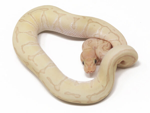 Banana Jigsaw Enchi (Male)