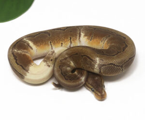 30-4B-Banana-Pin-Paradox_2026-300x249 30-4B Banana Pin (Paradox)_2026