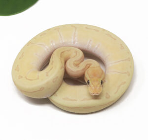 30-4C-Banana-Jigsaw-Enchi_2026-300x282 30-4C Banana Jigsaw Enchi_2026