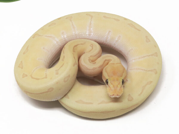 Banana Jigsaw Enchi (Male)