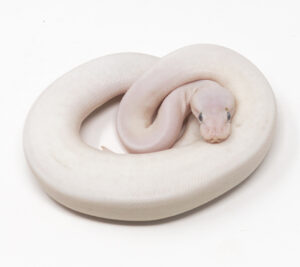 30-6B-Super-Mojave_2026-300x267 30-6B Super Mojave_2026