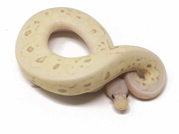 Banana Clown Pewter (Male)