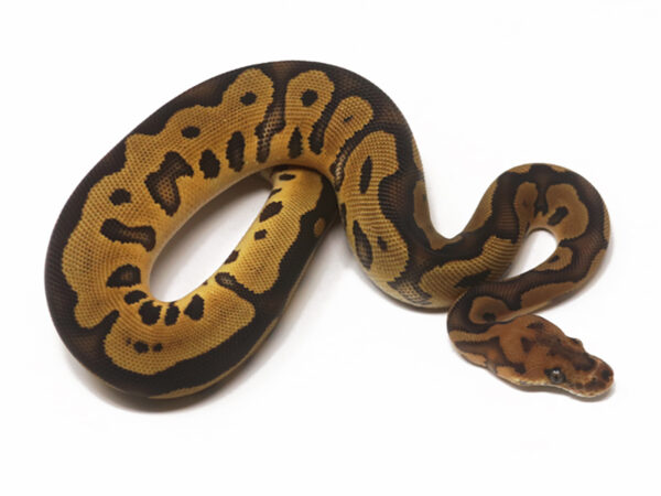 Clown Leopard (Female)